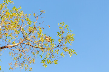 branch with leaves under blue sky