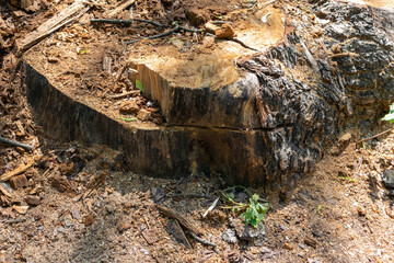 A large stump of an old sawn pine tree