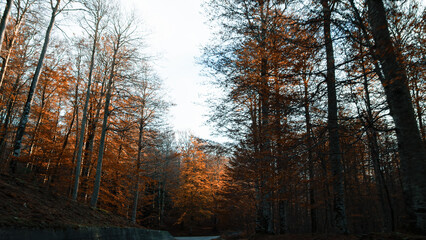 Pine Forest with Autumn Breeze