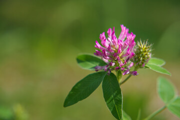Red Clover (Trifolium pratense) in nature, close up
