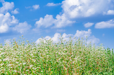 Blossoming buckwheat field against blue cloudy sky. Clear sunny spring agricultural landscape.