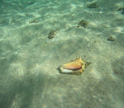 queen conch underwater in the sand, strombus gigas sea mollusc in guadeloupe