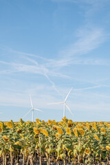 Sunflower plantation with windmills in the province of Burgos in Castilla y Leon in Spain