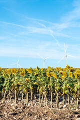 Sunflower plantation with windmills in the province of Burgos in Castilla y Leon in Spain