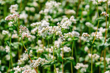 Fototapeta premium Inflorescence of white buckwheat flower on long green stem. Selective focus. Spring blooming field.