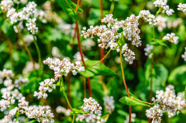 White buckwheat flower on long green stalk in a field. Selective focus. Spring blooming concept.