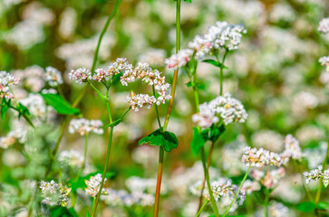 White buckwheat flower on long green stem in field. Blurred background. Concept of spring flowering.