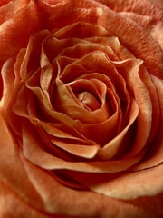 close up of red rose