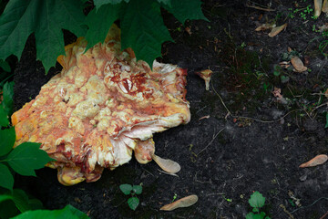 A large ugly mushroom grows on the ground under a bush
