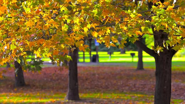 A beautiful day in October at Salt Springs State Park in PA. The wind blows the yellow leaves on this row of maple trees with the open field in the background.