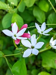 A group of white and pink flowers