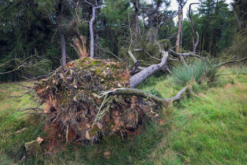 Obraz premium A Fallen Tree with Exposed Roots Rests on the Grassy Forest Floor, Surrounded by Lush Greenery and Dense Woodland, Highlighting Nature's Raw Beauty and Power