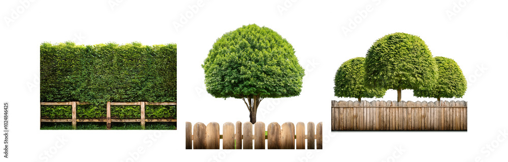 Poster Three different types of wooden fences with various green shrubs and trees in front of a white background.