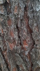 bark of a tree
