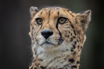 Gepard (Acinonyx jubatus)