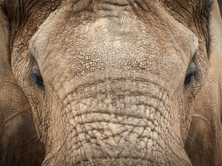 Close-Up Elefant