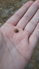 ladybug in hand