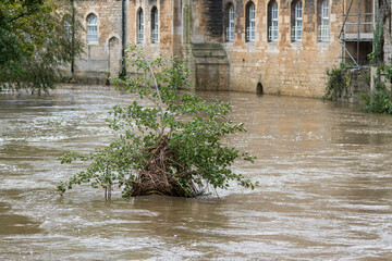 A small common or black alder tree, Alnus glutinosa, that grows from a small island sticks up in flood water with its whole base and trunk submerged. Caught in the branches are dead reeds and small st