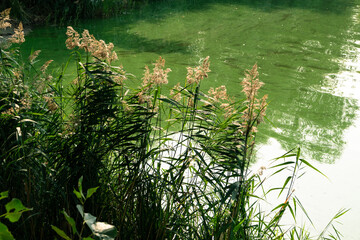 Reeds on the shore of a lake with water green with algae