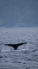 Fototapeta premium 鯨の尾 