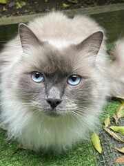 Close-up portrait of ragdoll cat with blue eyes looking at camera