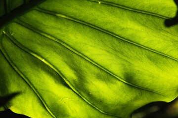 Alocasia macrorrhizos - leaf texture - elephant ear leaf