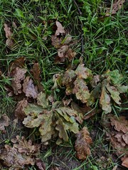 Autumn 🍂
