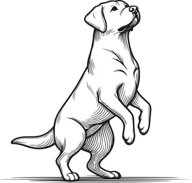 recommend clip art: Labrador line art, Labrador line drawing, Labrador outline drawing, Labrador illustration