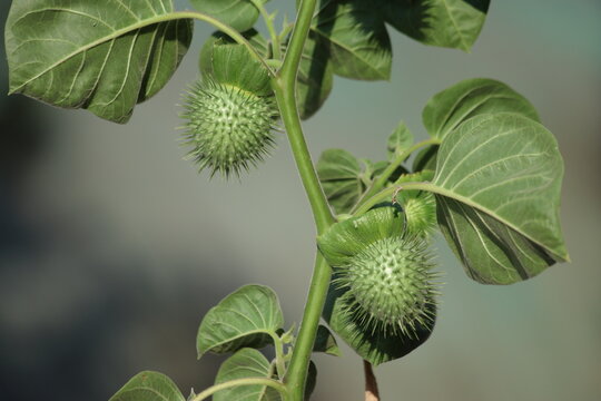leaves and seed pods of Datura inoxia