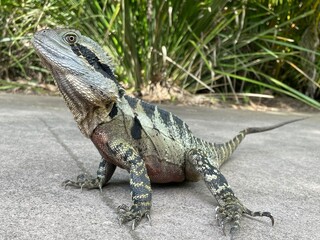 View of Australian Eastern Water Dragon, Australia