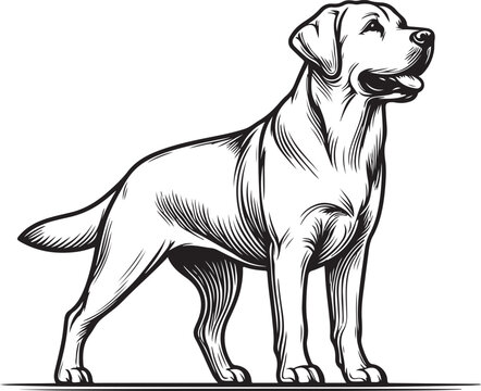 recommend clip art: labrador retriever