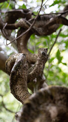squirrel on tree