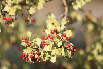 Crataegus azarolus is a species of hawthorn	