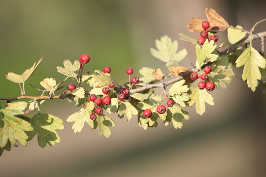 Crataegus azarolus is a species of hawthorn	