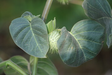 leaves and seed pods of Datura inoxia