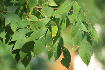 Fraxinus pennsylvanica (Red ash) leaves