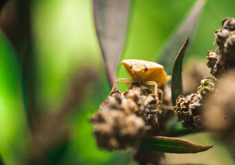 Macro Shot of a Tiny Yellow Insect with Black Eyes on Green Leaves