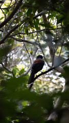 bird in a tree（ ルリカケス ）
