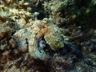 Common octopus (Octopus vulgaris) hunting, Aegean Sea, Greece, Halkidiki, Pirgos beach © Alexey