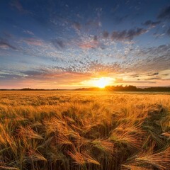 Fototapeta premium beautiful summer sunrise over wheat fields