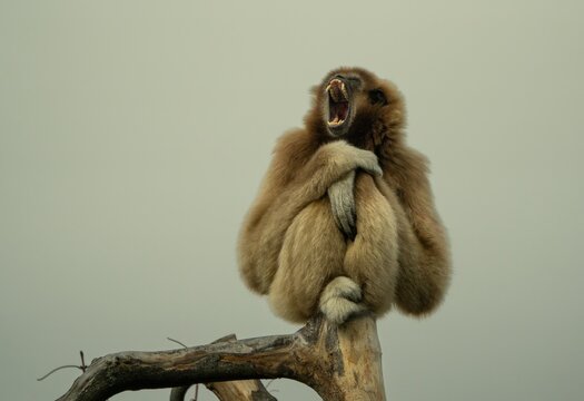 Lar gibbon (Hylobates lar)