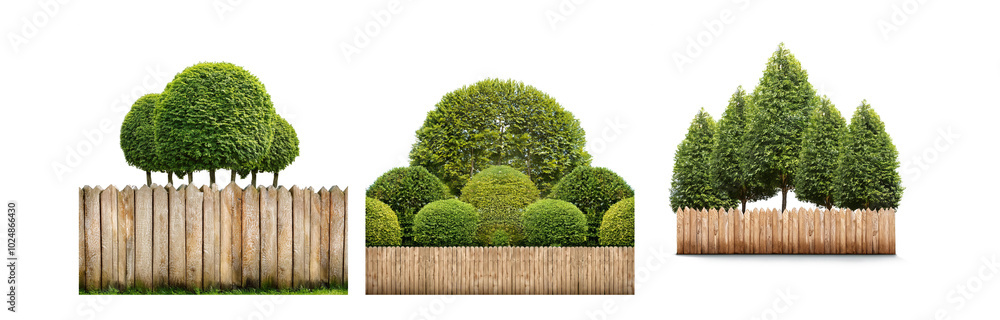 Poster Three different variations of green bushes and trees in front of a wooden fence.