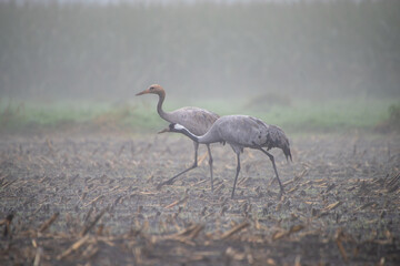 Großer Zugvogel der Kranich im Nebel jung und alt Tier auf einem Feld, zur Nahrungsaufnahme