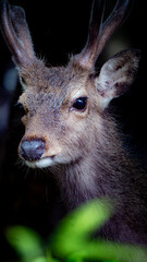 屋久島のヤクシカ（ 鹿 ）