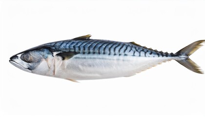 freshly frozen mackerel fish isolated on a transparent background graphic resource