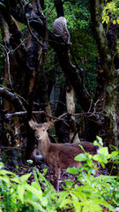 屋久島のヤクザル（ 猿 ）とヤクジカ（ 鹿 ）
