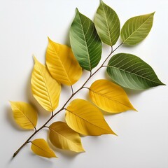 Obraz premium yellow and green leaves branch on white background
