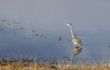 Great Blue Heron Reflected in a River in Wyoming in Springtime