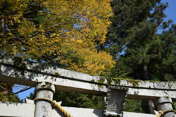 神社の鳥居と木
