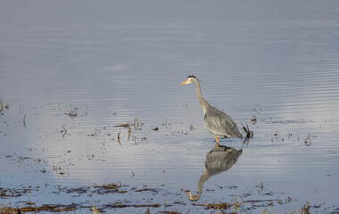 Great Blue Heron Reflected in a River in Wyoming in Springtime